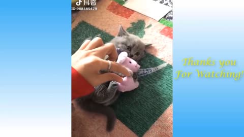 kitten dancing and getting ready