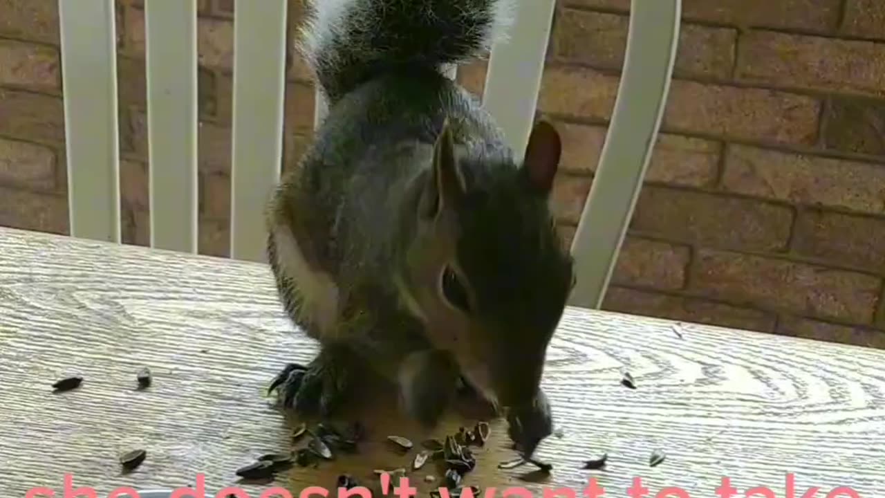 Squirrel friend comes for a visit 🐿️🥰.