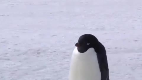 Lovely penguin