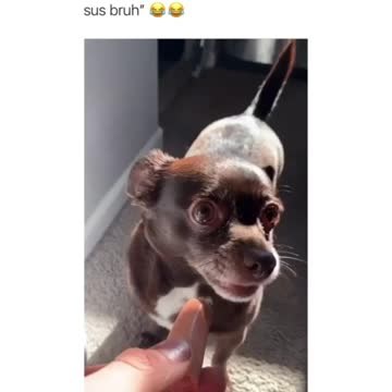 Pets, cats, dogs, and much more.