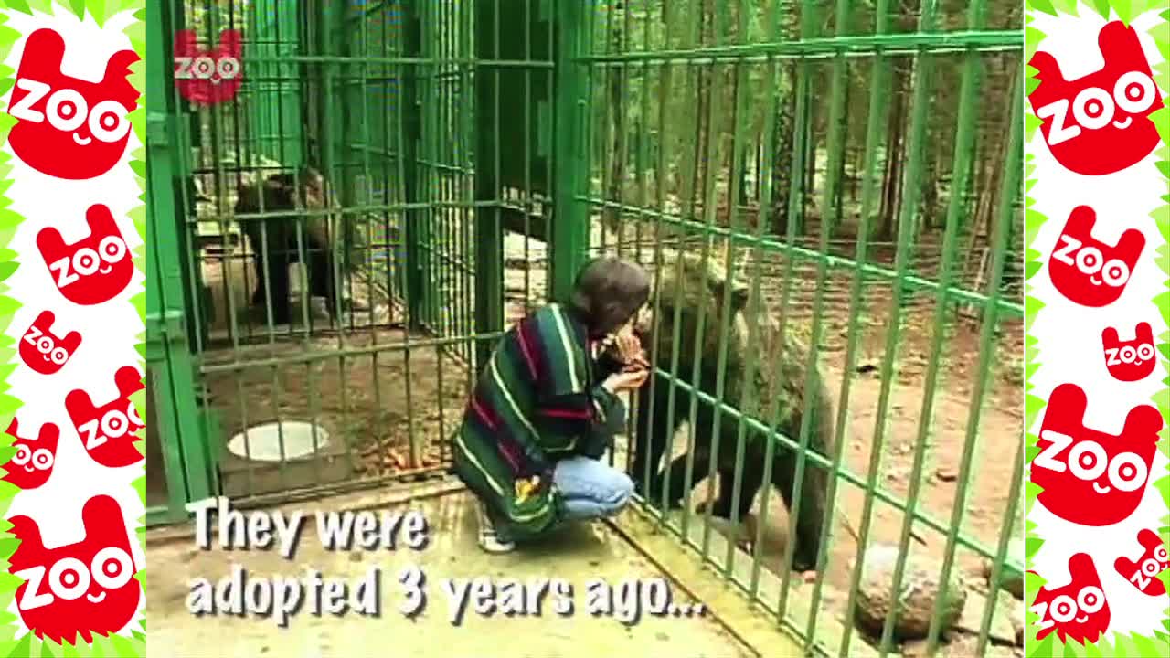 Baby Bears Adopted at the Gauja National Park