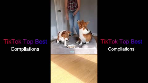 SMART FUNNY DOGS AND CATS ✔ TikTok Top Best CompilationsTS ✔ TikTok Top Best Compilations