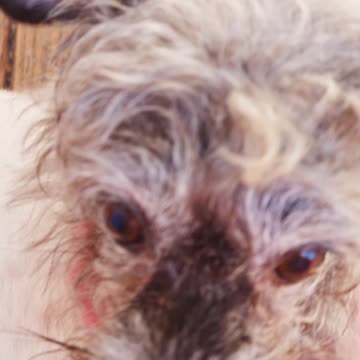 SHADOW TALKING ABOUT WHY I AM WRONG!