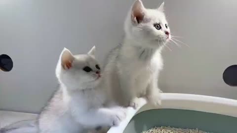 What are they looking at?