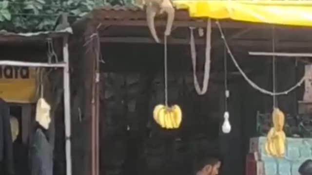 Funny Monkey prank