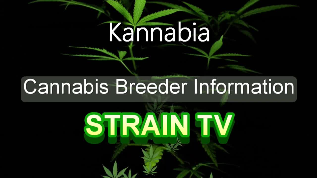 Kannabia - Cannabis Strain Series - STRAIN TV