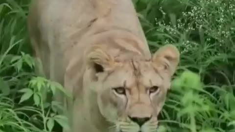 Wildlife in Closer View with natural perspective.