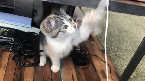 Cute cat plays with glue tape