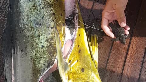 This Fish Ate 32 Baby Turtles