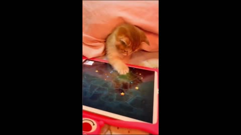 funny cats
