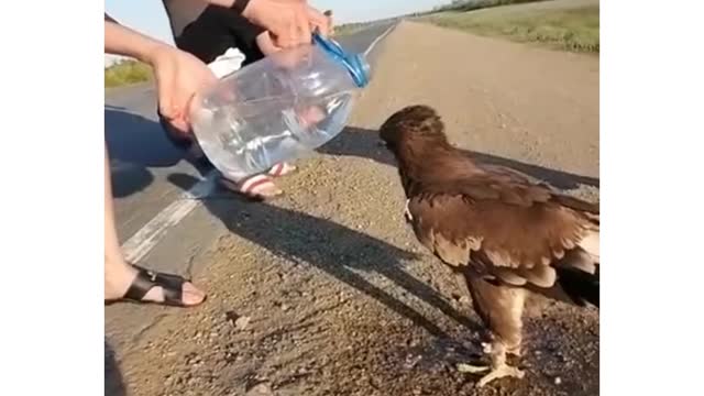 Чудо из чудес. Дружба человека с природой.