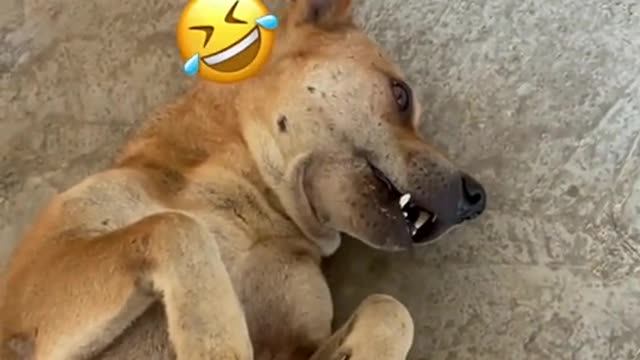 Very very gid acting dog| this is great acting
