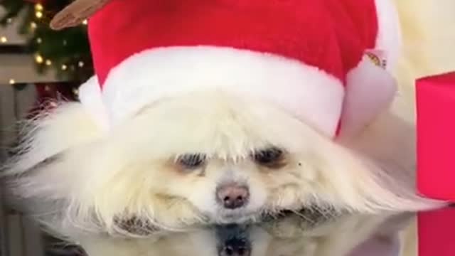 Merry Christmas | Silent Night #Shorts