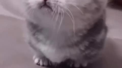 Cute 🥰 kittens 😍🤗