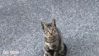 A Cat waiting in The Window When I'm Filming.