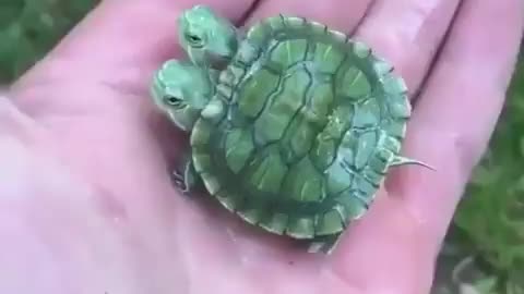 2 Turtles 1 Shell