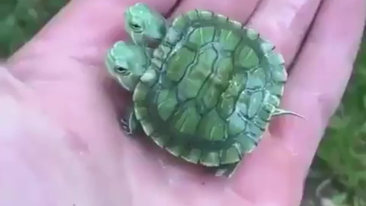 2 Turtles 1 Shell