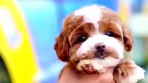A baby poodle dog