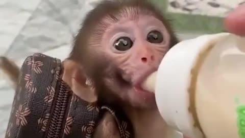 Little monkey carrying his school bag
