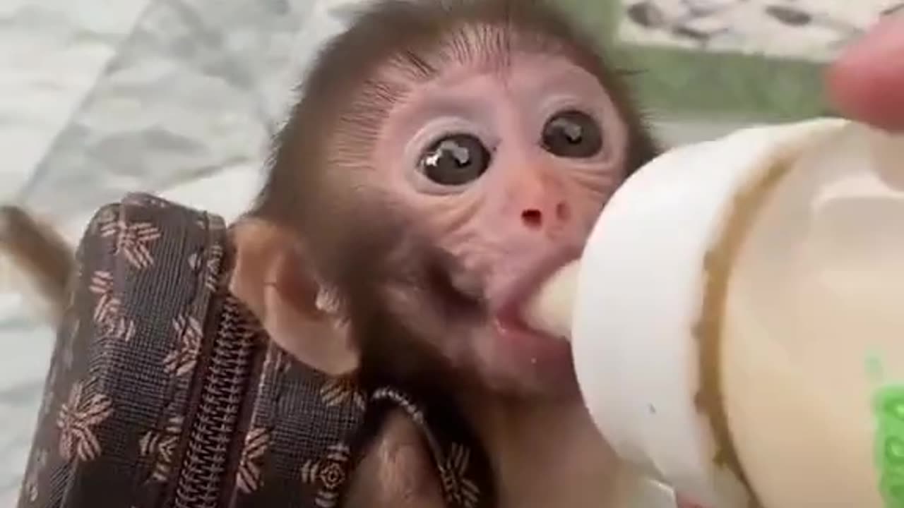 Little monkey carrying his school bag