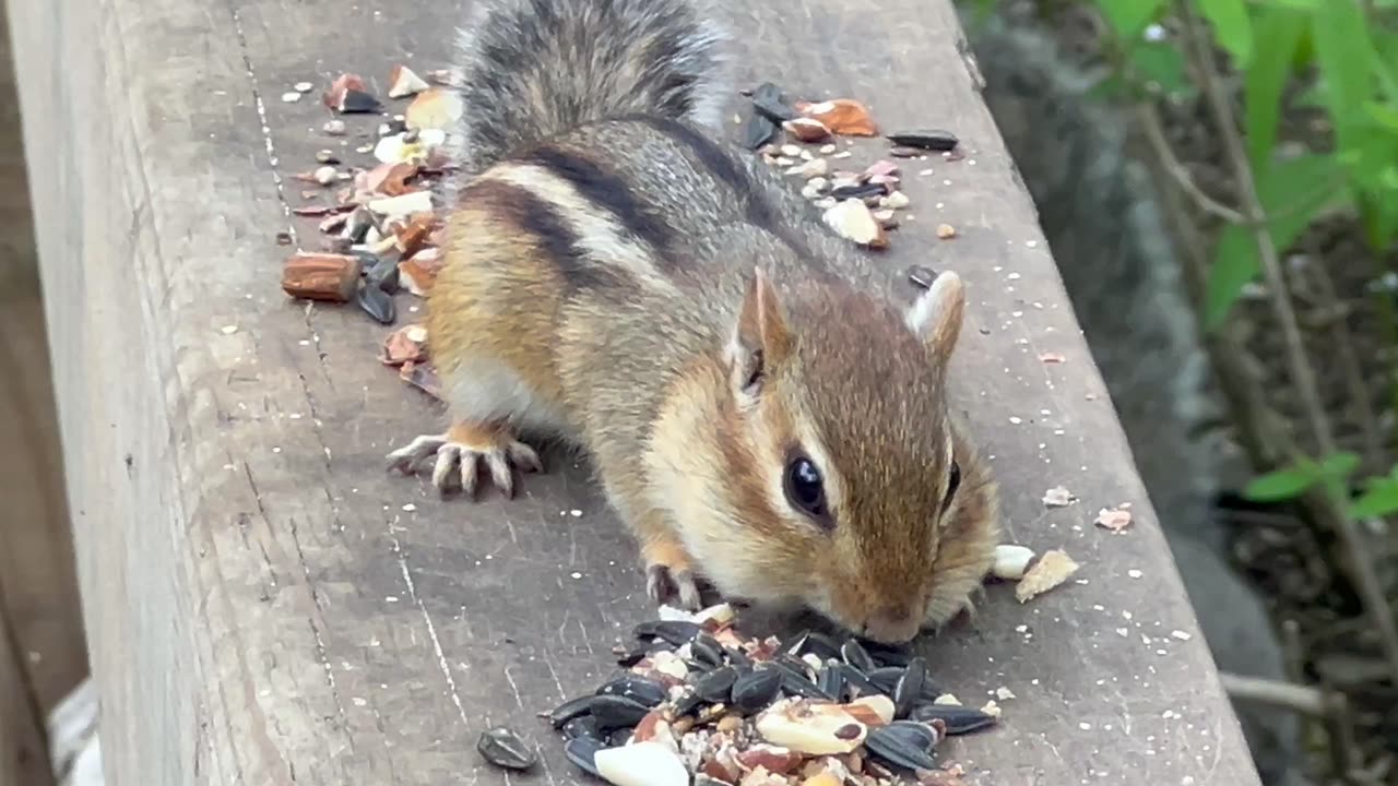 Chipmunk close up 😊😊😍