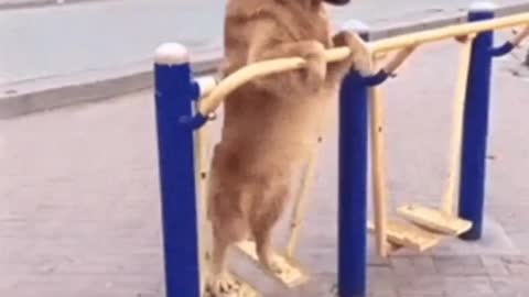 Doggo Going For Those Gains | Funny Pooch Working Out