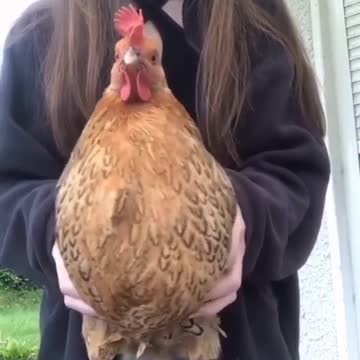 😂😂 The Chicken Dance