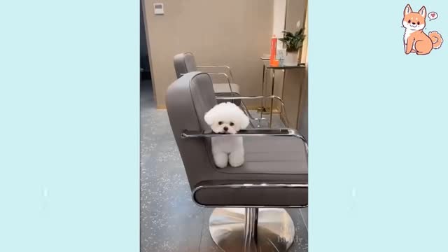 Cute Puppies | Cute Funny and Smart Dogs Compilation | Cute Buddy
