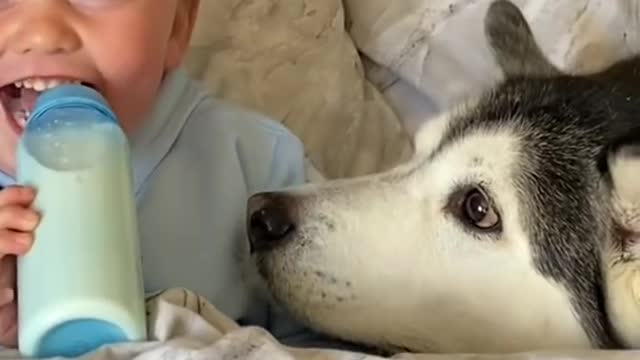 3 Years Of Love Between My Husky & Baby!! [CUTEST VIDEO EVER!] [WITH MUSIC]