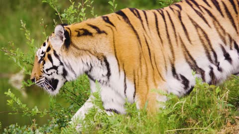 Tiger walking in forest