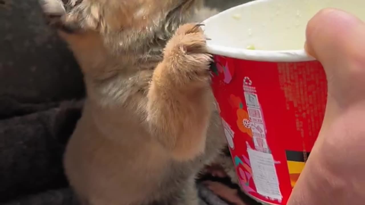 Dogs eat instant noodles. #cutepet #dog