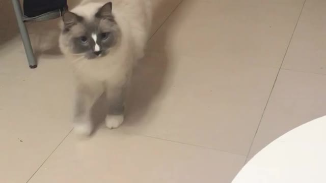 Kitties playing catch with treats!