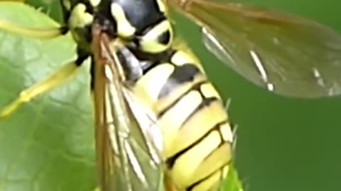 TWO FACED Wasps Who are Actually Flies? #insects