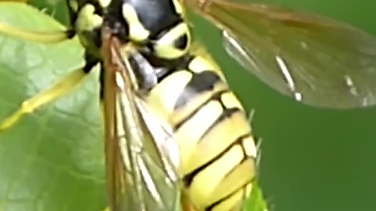 TWO FACED Wasps Who are Actually Flies? #insects