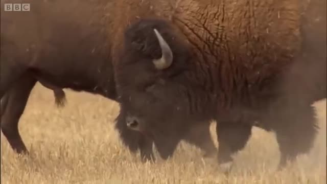 Bison Battle | Yellowstone | BBC Earth