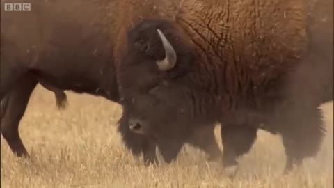 Bison Battle | Yellowstone | BBC Earth