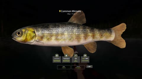 Yellow tag Common Minnow, Kuori Lake, Russian Fishing 4