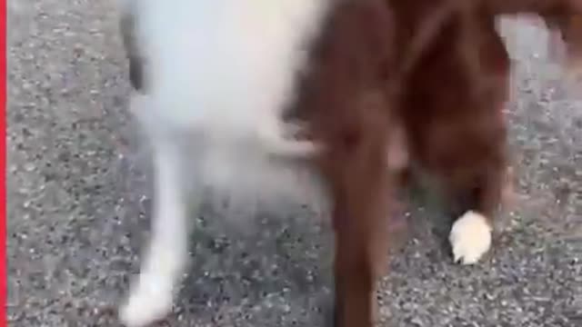 Dog training