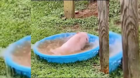 Does anyone like pet pigs?