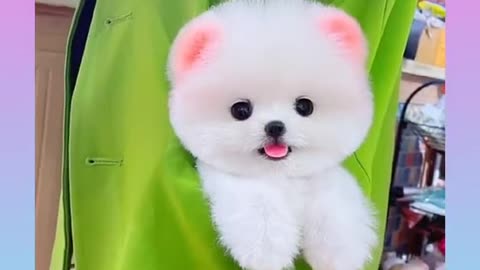 Cute🌹pom#short shorts video pomeranian--pome lovely video