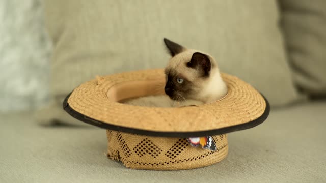 Cuti Cat Inside a Hat