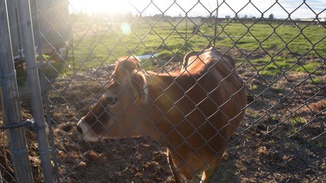 Maybelle the playful land whale