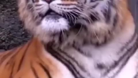 Lions animals