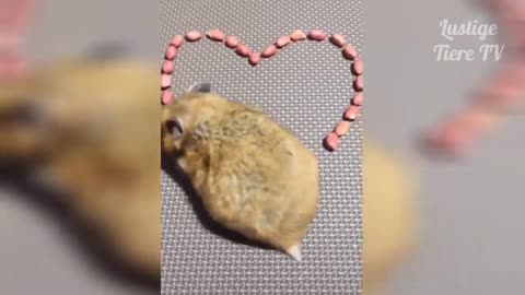 Lustige Tiere - Lustige Tier Videos