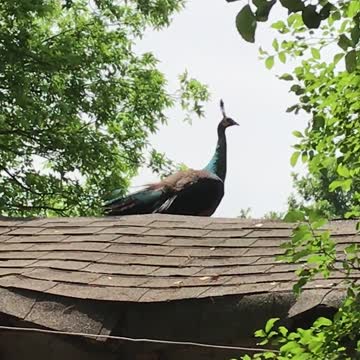 Visiting Peafowl