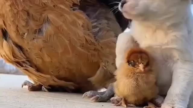I will give you warmth in cold weather😍🐶🐾