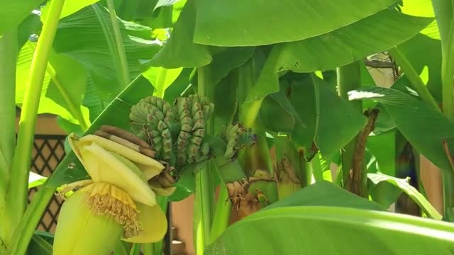 Incredibly beautiful garden with banana palms and lemon trees