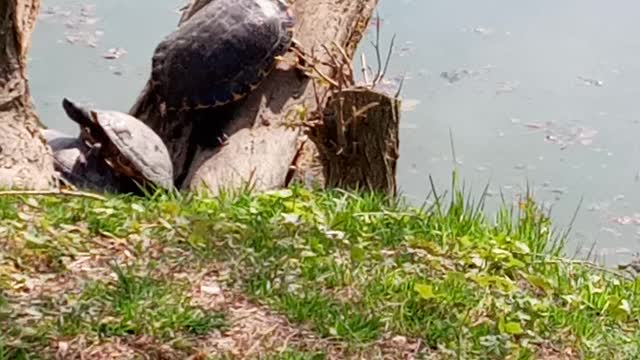 Freshwater turtle part 1