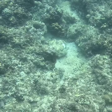 Dive into a Snorkeling Adventure