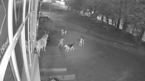 Astrakhan goat bravely fought off a pack of dogs